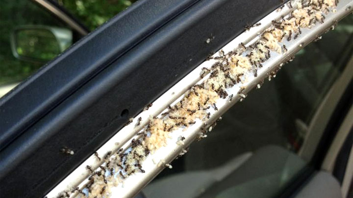 ants in car