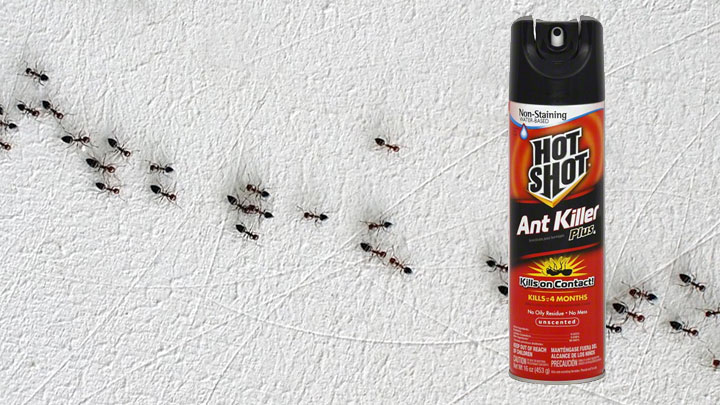 ants in line