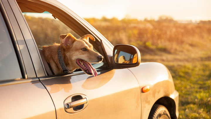 dog in a hot car