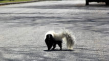 How to Get Rid of Skunk Smell From Your Car