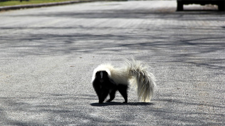 how to get skunk smell out of car