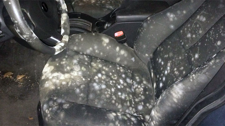 mold in car
