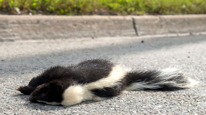 remove skunk smell from car