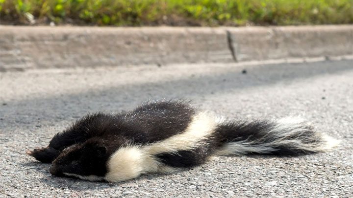 How to Get Rid of Skunk Smell From Your Car