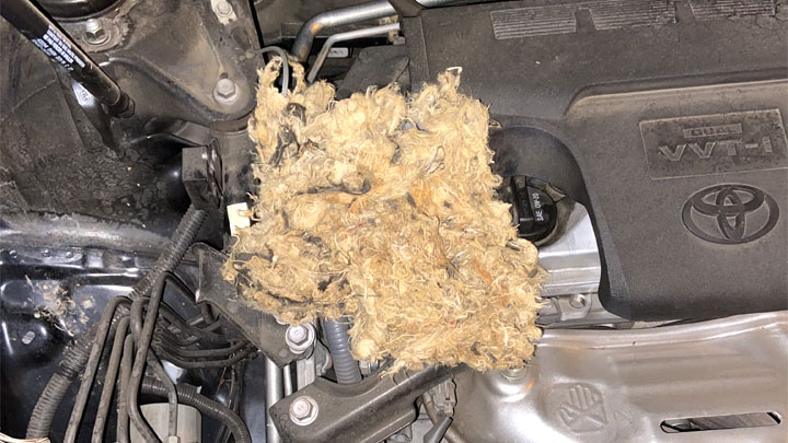rodent nest in engine